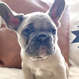 Ziggy - Fawn French Bulldog puppy in Clayton, California from Frenchie Luvbugs