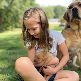 Labrador Retriever Puppies from Spring Water Labs of the Carolinas
