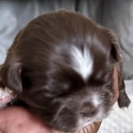 Maltese, Pomeranian, Shih Tzu, and Yorkshire Terrier Puppies from Gibbs Gorgeous Paws LLC