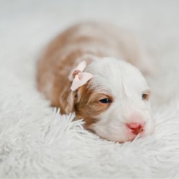 Bernedoodle, Cockapoo, and Goldendoodle Puppies from Danie’s Darling Doodles LLC