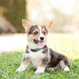 Green collar - Toast - Black and tan male Pembroke Welsh Corgi puppy in Waverly Hall, Georgia from 6g Ranch Corgis