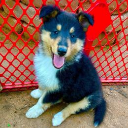 Cash - Black white and tan male Collie puppy in Lubbock, Texas from Lonestar Country Collies