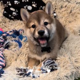 Banken (will hold until after the holiday) - Red male Shiba Inu puppy in Derby, Kansas from Heart’s Desire Shiba Inus
