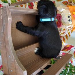 Miniature Schnauzer Puppies from Camp Creek Schnauzers
