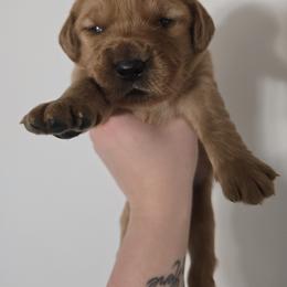 Light Blue Boy - Dark golden male Golden Retriever puppy in Pasco, Washington from Rodgers Retrievers