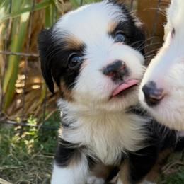 Flurrie - Black tri female Miniature American Shepherd puppy in Phoenix, Arizona from Outlaw Minis