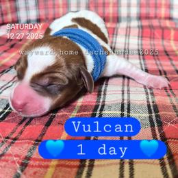 Vulcan - Piebald male Dachshund puppy in Harrodsburg, Kentucky from Wayward Home Dachshunds