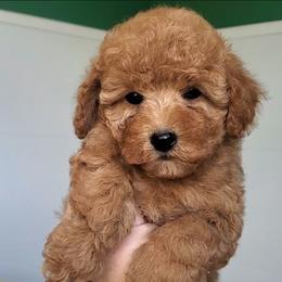 Lemonade - Apricot Mini Poodle Raised in Home - Apricot female Poodle puppy in Falcon, Missouri from Cedar House Heritage Poodles | AKC Toy & Miniature Poodle Puppies Raised in Home