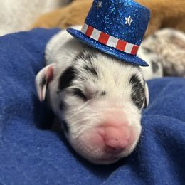 Show marked harlequin - Harlequin male Great Dane puppy in Golconda, Illinois from Breken Great Danes