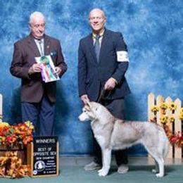Siberian Huskies from Danson Siberians