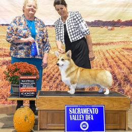 Oakley - Pembroke Welsh Corgi