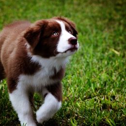 Australian Shepherd Puppies from Mercury Australian Shepherds