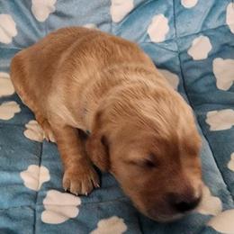 Boy 1 - male Golden Retriever puppy in Saginaw, Michigan from Precious Kennel Retrievers