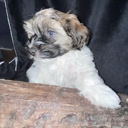 Havanese Puppies from LaBeouf Havanese’s