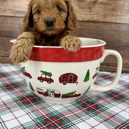 Sky - Red female Cockapoo puppy in Beresford, South Dakota from DAKOTA DOOD RANCH