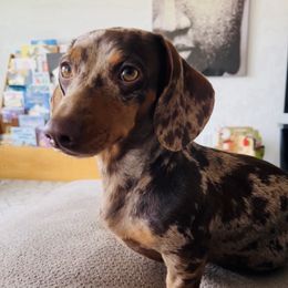 Maple - Dachshund