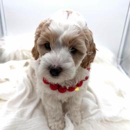 Clover - Parti female Goldendoodle puppy in Lindon, Utah from Ruby’s Minidoodles LLC