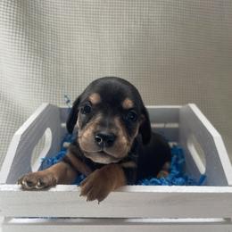 Levi - Black and tan male Dachshund puppy in Colonial Heights, Virginia from Mimi’s Doxies