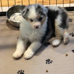 Australian Shepherd Puppies from Kraftbrewd Australian Shepherds