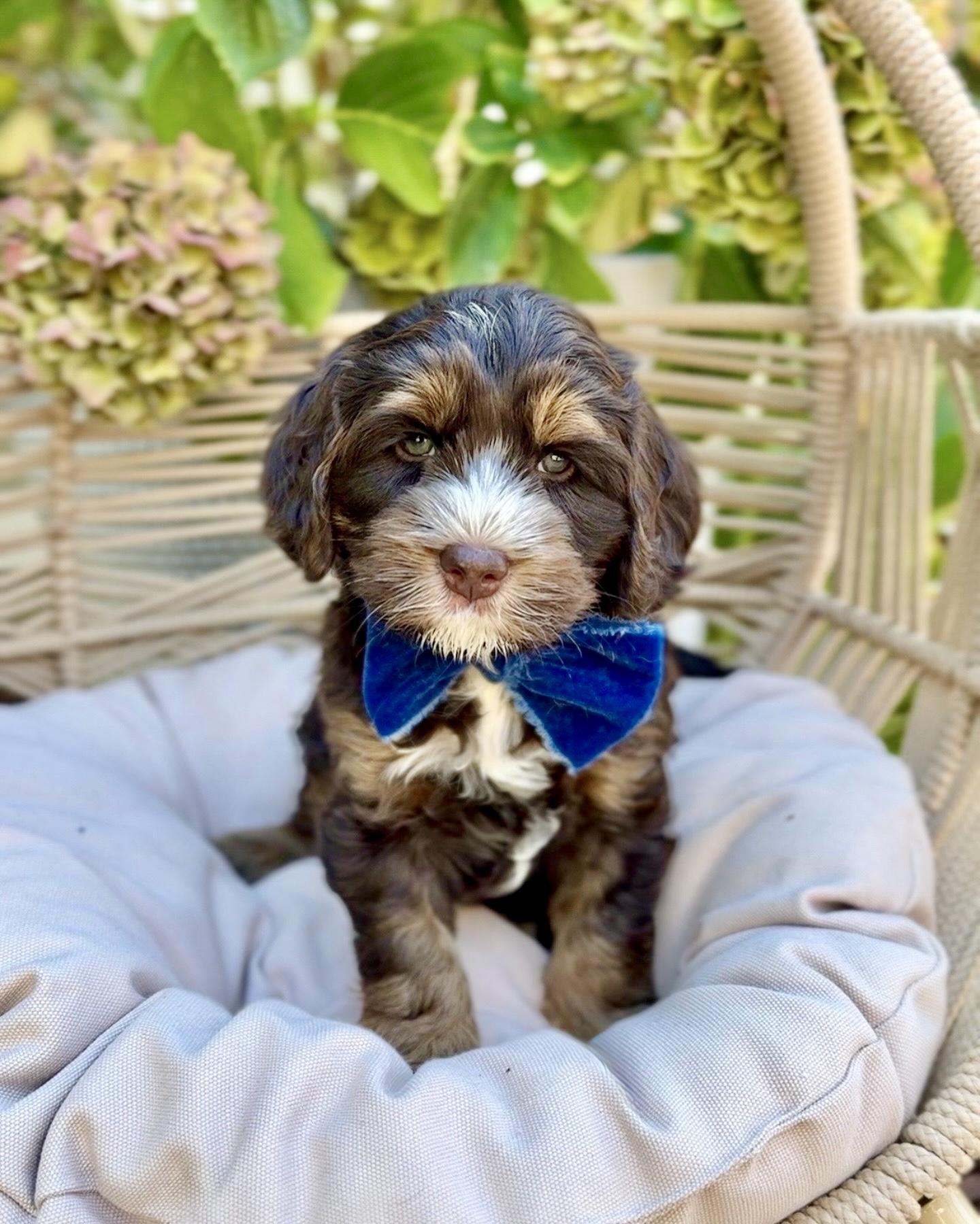 Loving Labradoodles in California | Australian Labradoodle puppies ...