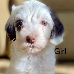 Little Lita - Parti female Goldendoodle puppy in El Dorado, Ks, Kansas from TeeterDoodles