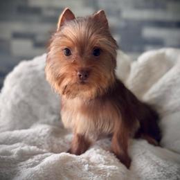 Yellow Collar - Chocolate and tan male Yorkshire Terrier puppy in Madera, California from Precious Yorkies