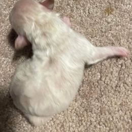 Aussiedoodle, Poodle, and Toy Australian Shepherd Puppies from Heartland Ranch