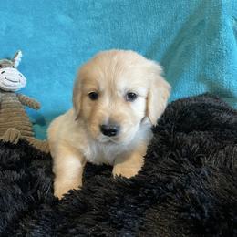 Percy - Light golden male Golden Retriever puppy in Ennis, Texas from Amberidge Golden Retrievers