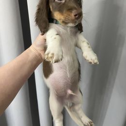Dachshund Puppies from Dreaming of Dachshunds