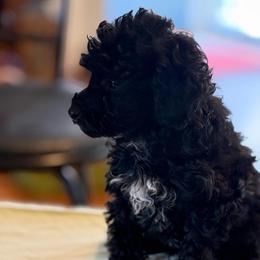 Eli - Parti male Poodle puppy in Florence County, South Carolina from Modern Family Standards
