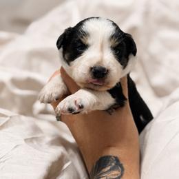 Hana - Black tri-color female Australian Shepherd puppy in Polk City, Florida from Skaky Shepherds