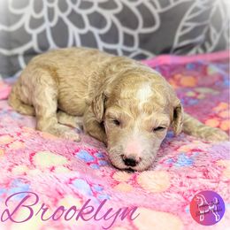 Girl 3 - Apricot Poodle puppy in Scandinavian., Wisconsin from Personal Touch Standard Poodles
