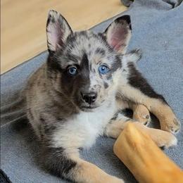 Gemini - Merle female Pomsky puppy in Omaha, Nebraska from Wolfpack Pomskies
