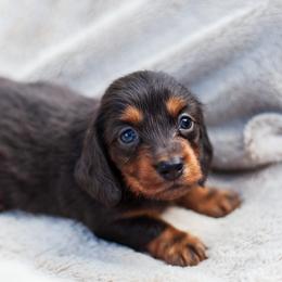 Basil - Black and tan male Dachshund puppy in Tampa, Florida from EntityDachs