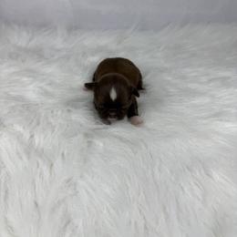 Tawny - Chocolate female Shih Tzu puppy in Columbia, Kentucky from Lisa Bandy Shih Tzu