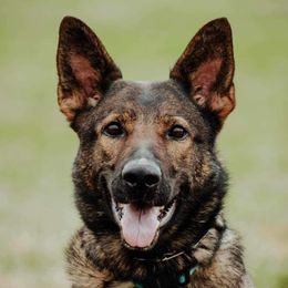 German Shepherds from Zähhund German Shepherds