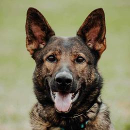 German Shepherds from Zähhund German Shepherds
