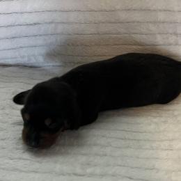 Dasher - Black and tan male Dachshund puppy in Hillsville, Virginia from Bonderosa Kennels