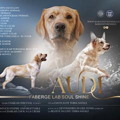 Audi - Labrador Retriever