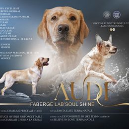Audi - Labrador Retriever