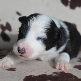 BATTY - Black tri-color female Australian Shepherd puppy in Star City, Arkansas from Blush & Lace Aussie Co.