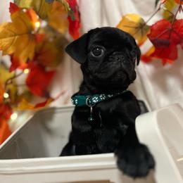'Toad' Black boy 1 - Black male Pug puppy in Onalaska, Washington from Cupid’s Pugs