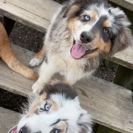 Aussiedoodle, Australian Shepherd, and Poodle Puppies from Barefoot Kennel
