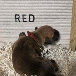 Red - Fawn male Great Dane puppy in Byron, Georgia from Dynamic Danes