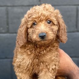 Goldendoodles from Ginger Doodles