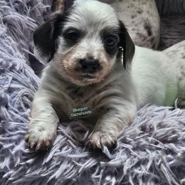 Pearl Blue pie LH girl - Blue and tan female Dachshund puppy in Herald, California from Bluegum Dachshunds