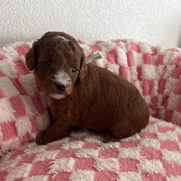 Teal girl - Red  female Goldendoodle puppy in Nampa,, Idaho from Clig Doodle Days