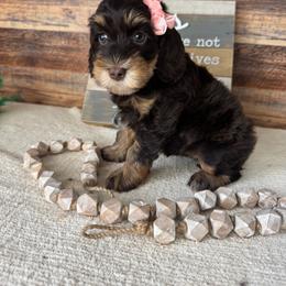 Daisy - Chocolate female Australian Labradoodle puppy in Dawson, Georgia from Still Pond Australian Labradoodles