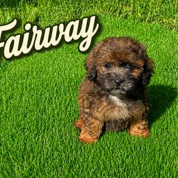 Fairway - Red male Shihpoo puppy in Bay City, Texas from Billy's Puppies