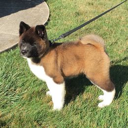 Akita Puppies from Gonza Akitas